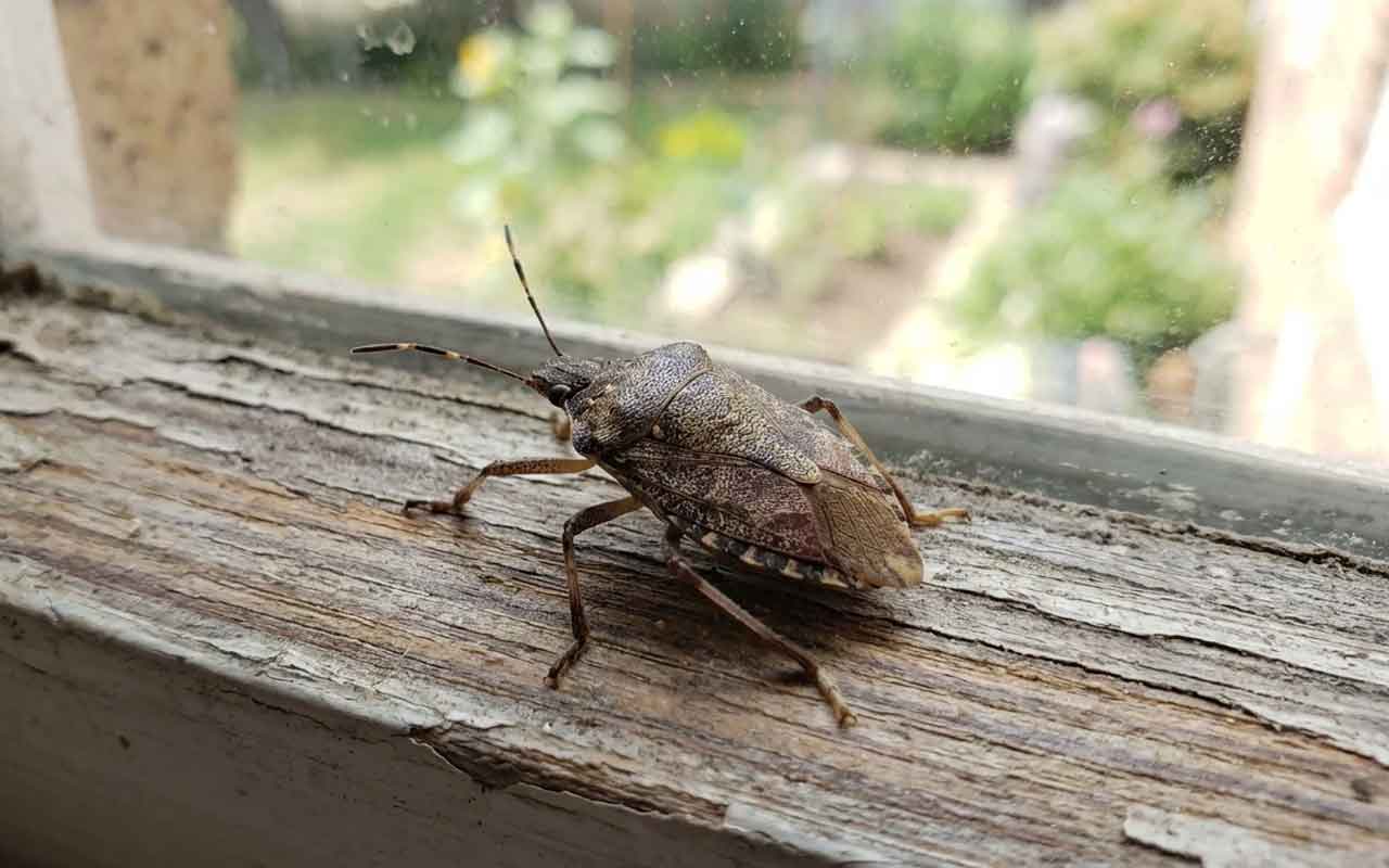Punaise marron dans la maison signification