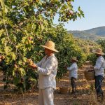 Verger de figuiers en pleine récolte avec des fruits mûrs en France.